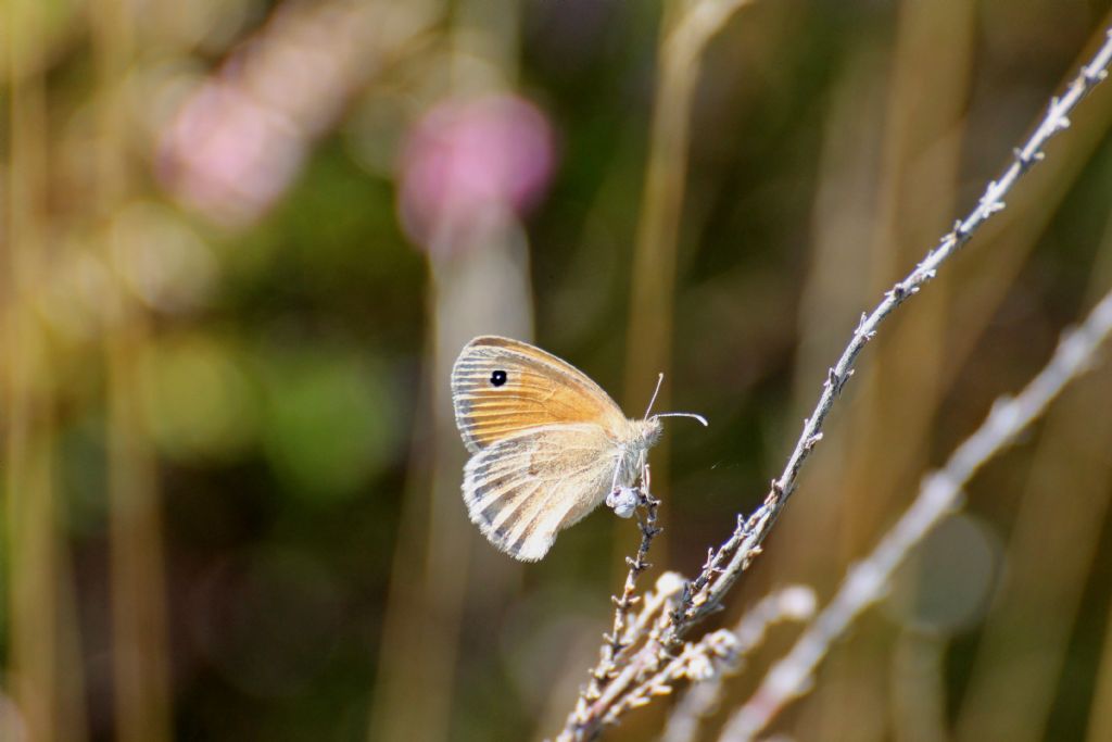 Coenonympha pamphilus? S